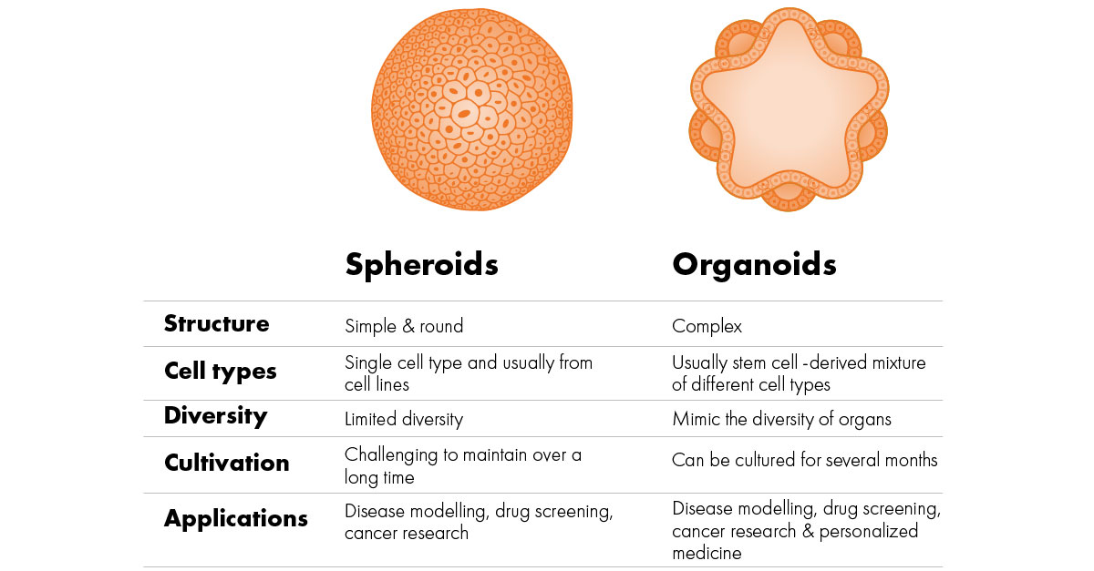 3D Organoid and Spheroid Cell Culture | UPM Biomedicals